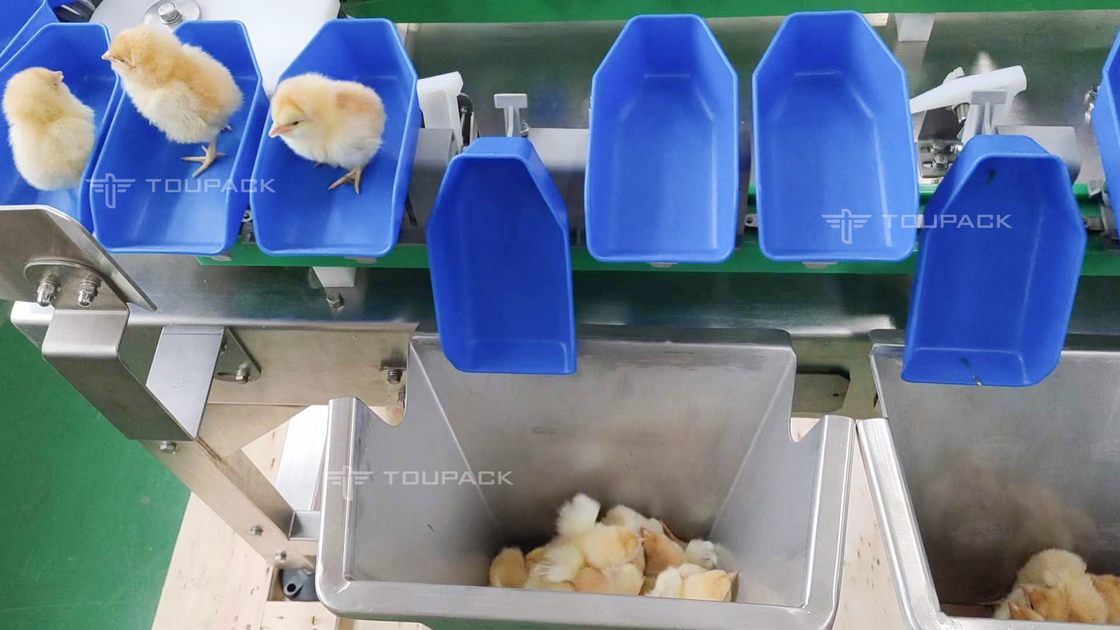 Selezionatrice del pettine dell'aliotide del pollo del peso del vaglio delle date automatiche su ordinazione della frutta