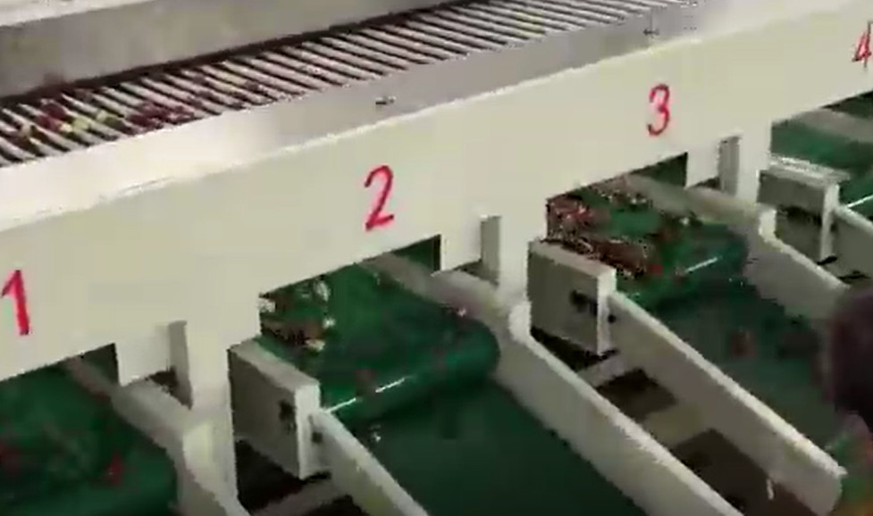 Vaglio delle giuggiole 220V di acciaio al carbonio che ordina la linea di produzione