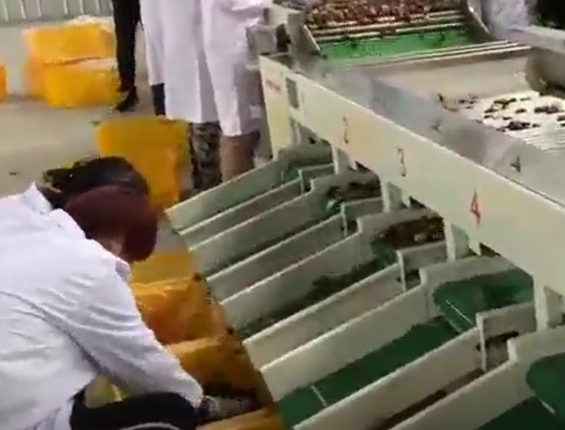 Vaglio delle giuggiole 220V di acciaio al carbonio che ordina la linea di produzione