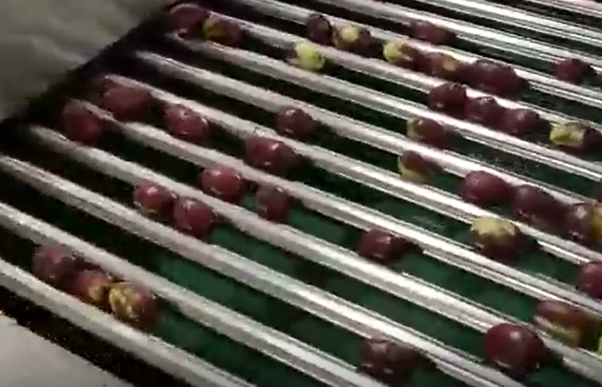 Vaglio delle giuggiole 220V di acciaio al carbonio che ordina la linea di produzione